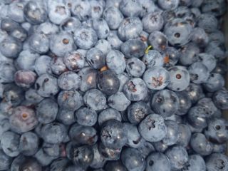 Oferujemy borówkę amerykańską. Ekologiczną, pyszną i soczystą!