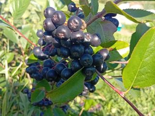 ARONIA NA SPRZEDAŻ 15 lejów kg