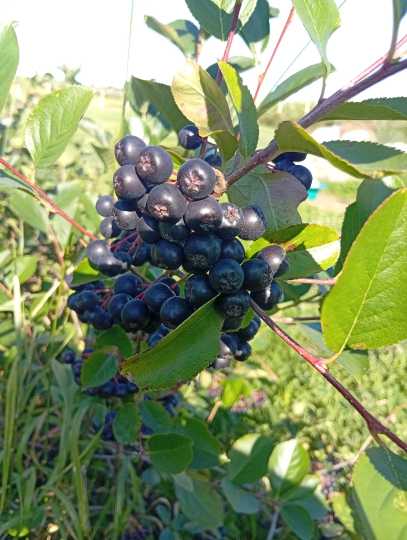 ARONIA NA SPRZEDAŻ 15 lejów kg