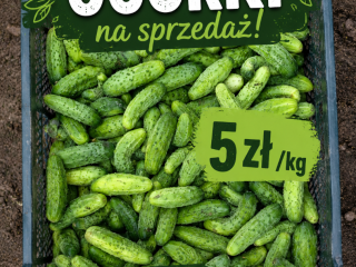 Sprzedam ogóki