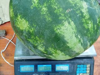 Sprzedam arbuza, pierwszy krój, kaliber 3-14 kg, słodki, dojrzały,