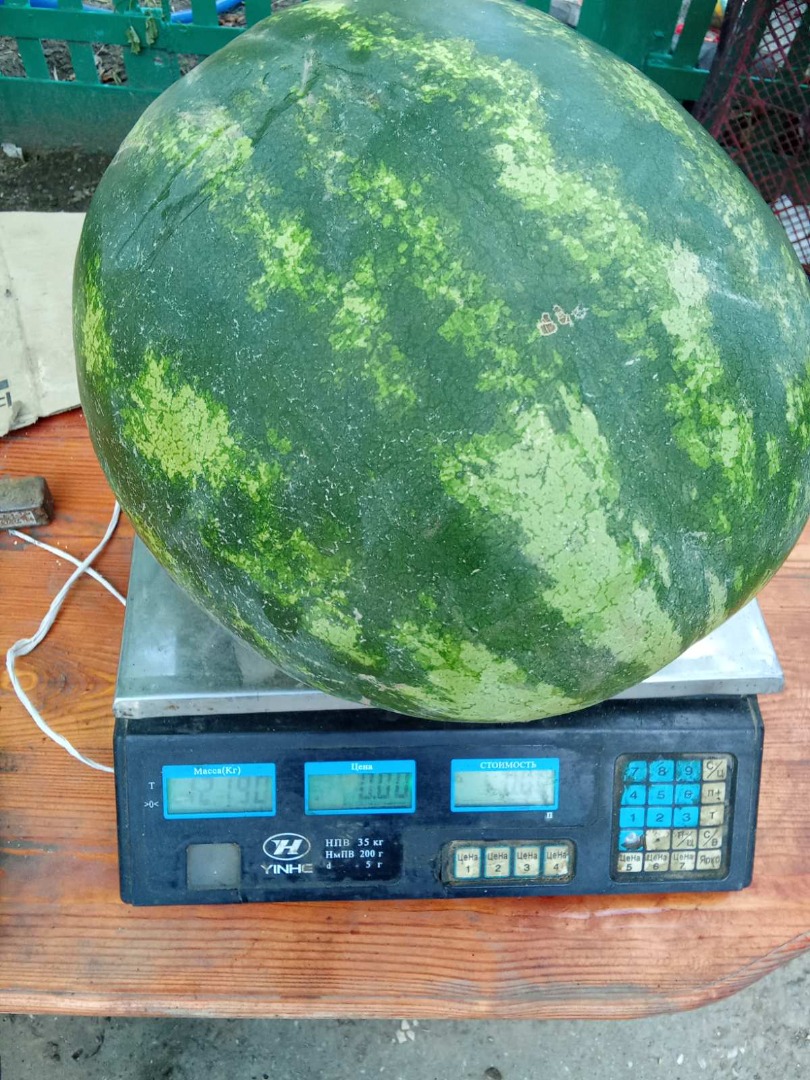Sprzedam arbuza, pierwszy krój, kaliber 3-14 kg, słodki, dojrzały, smaczny, hurt, ilość, rejon Szewczenkowo Izmaił Cena: 5 UAH
