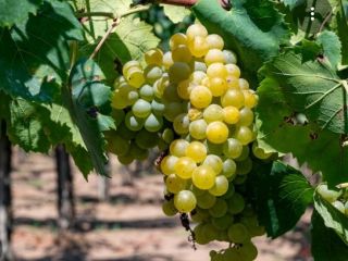 Winogrona z certyfikatem ekologicznym na sprzedaż, odmiany Trebbiano, Malvasia