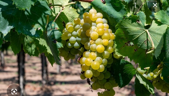 Winogrona z certyfikatem ekologicznym na sprzedaż, odmiany Trebbiano, Malvasia i Bellone