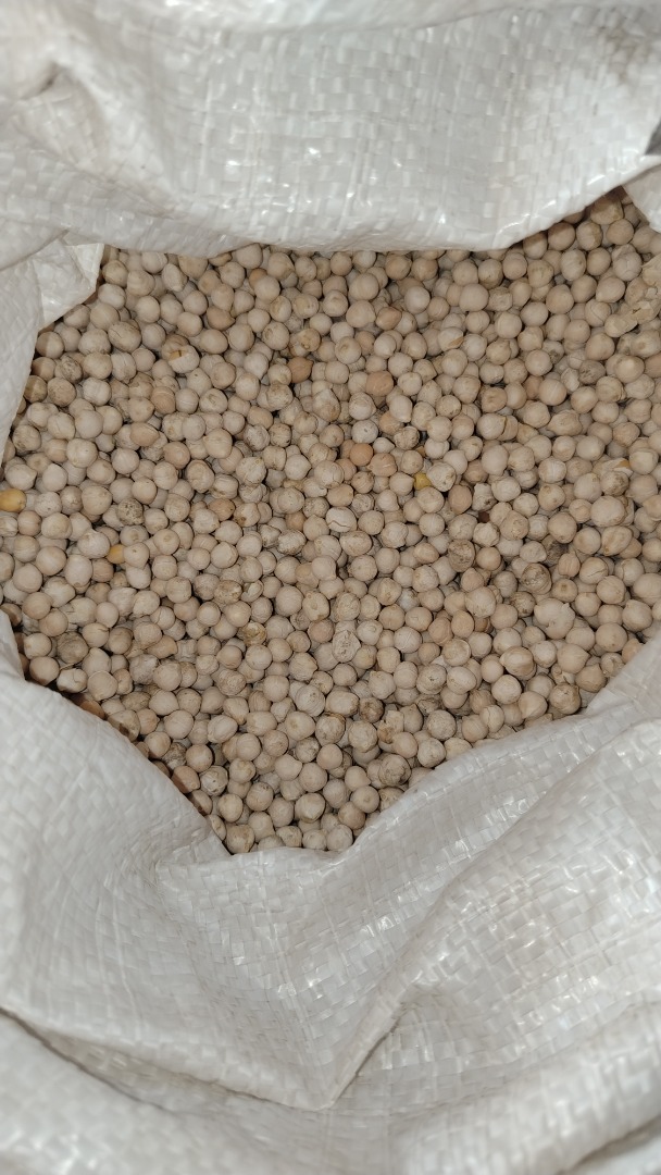 Ciecierzyca w workach 50kg, wyselekcjonowana 800kg na skałach