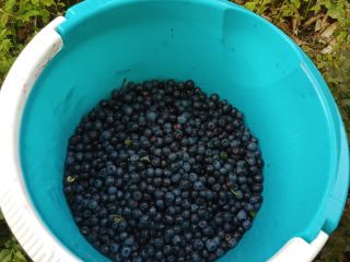 Sprzedam 5 słoików jagód - 0,9 l każdy. Zbierane