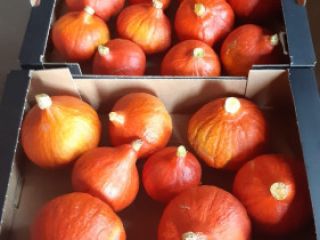 Sprzedam dynie hokkaido towar pakowany w karton 10 kg,