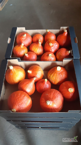 Sprzedam dynie hokkaido towar pakowany w karton 10 kg, worek raszel bądż karton box ok.500 kg