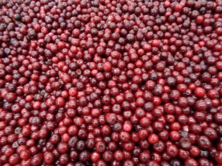 Sprzedam partię około 21 000 kg mrożonej wiśni kwaśnej