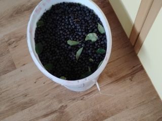 Witam serdecznie mam na sprzedać aronię do własnego zbioru