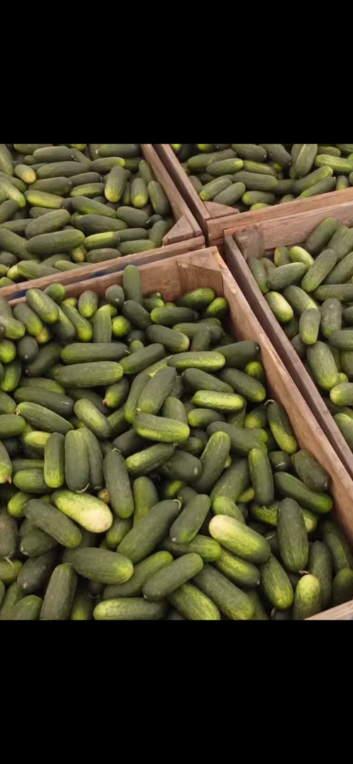 Ogórek gruntowy własnej produkcji, sortowany