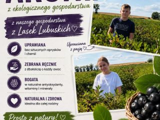 Aronia do odbioru bezpośrednio po zbiorze około 20 ton