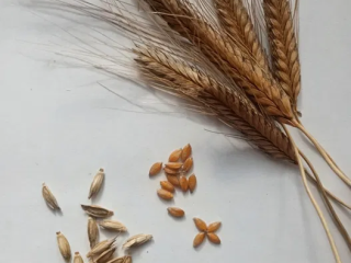 Oferuję pszenicę samopszę Triticum monococcum L. oraz pszenice płąskurkę