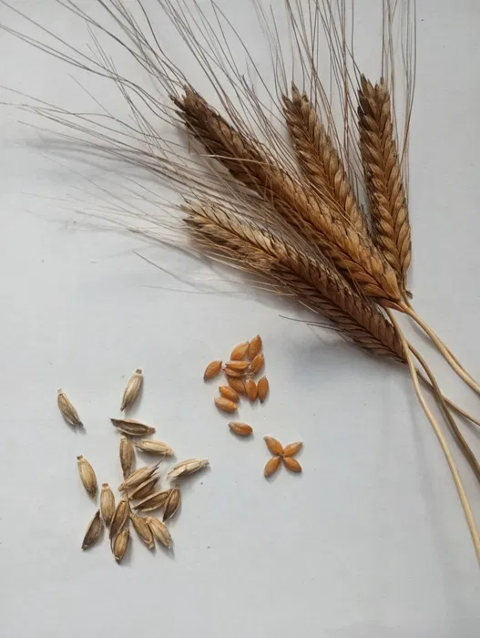 Oferuję pszenicę samopszę Triticum monococcum L