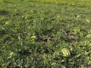 Jesteśmy rumuńskim producentem oferującym/sprzedającym świeże arbuzy z naturalnej uprawy,