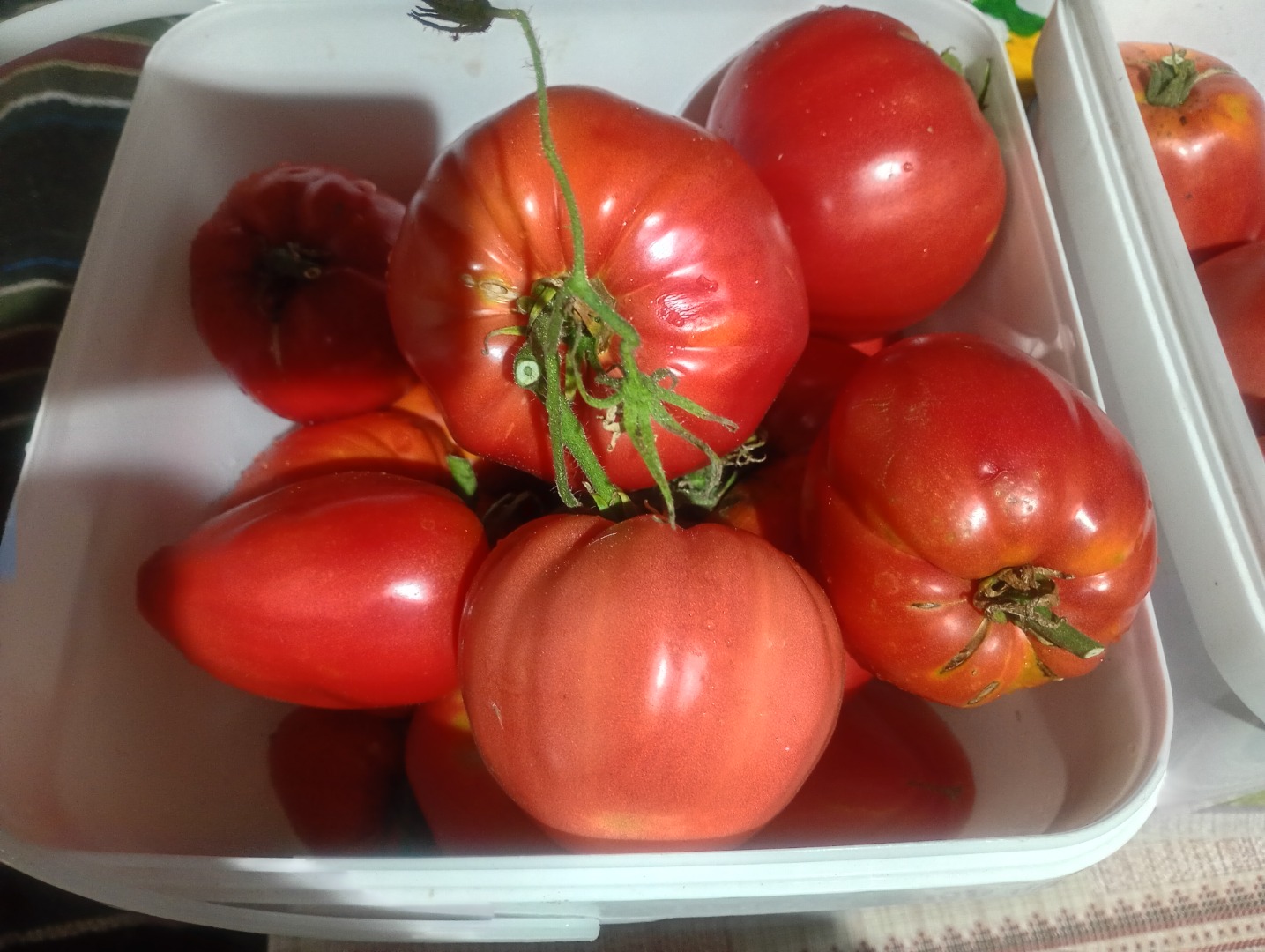 Sprzedaję świeże pomidory ogrodowe w wyjątkowej cenie 2 euro za kilogram