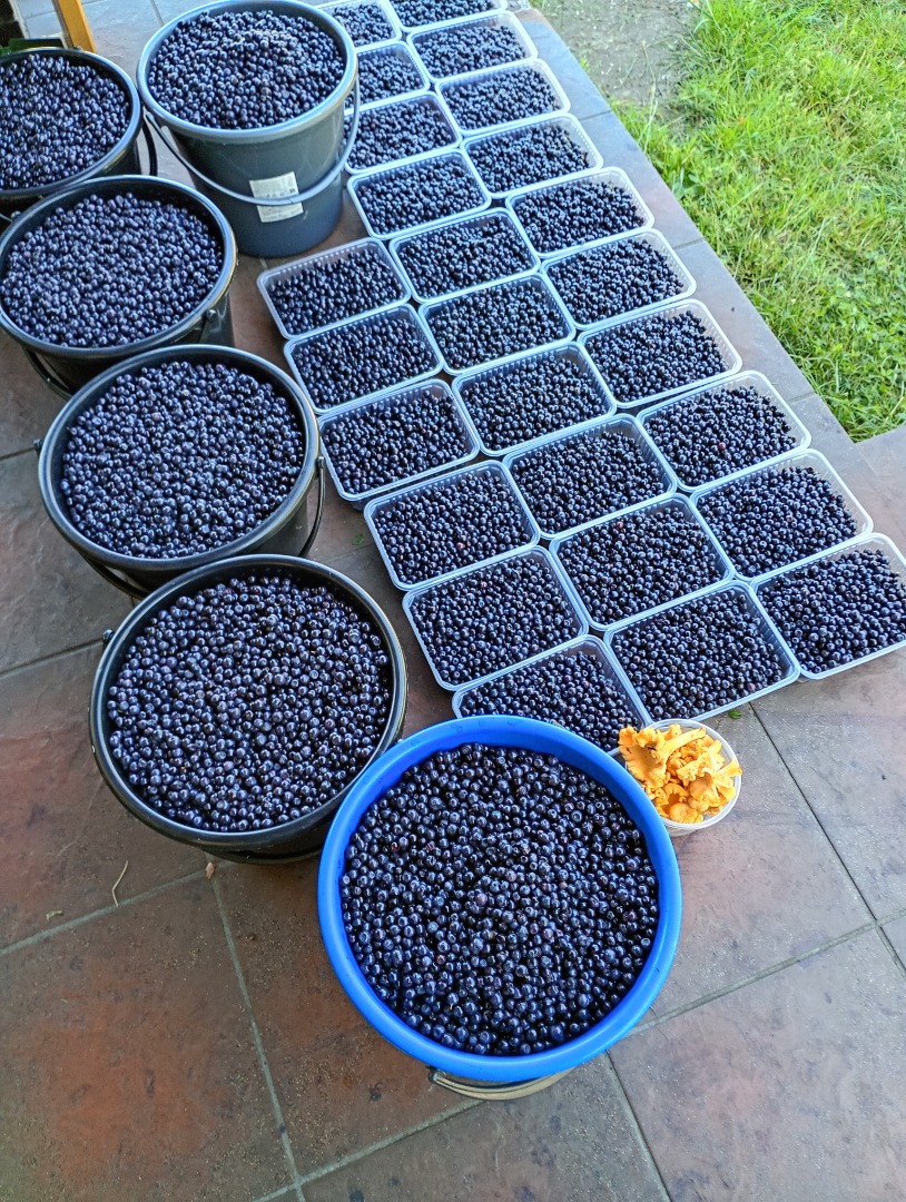 Sprzedam co dzień zbieraną jagodę czysta do 100kg dziennie