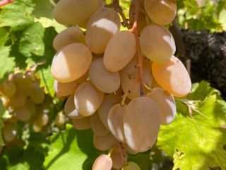 Certyfikowane winogrona wysokiej jakości do produkcji wina Etna DOC