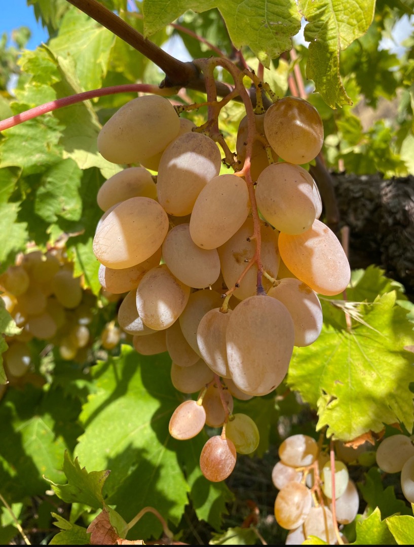 Certyfikowane winogrona wysokiej jakości do produkcji wina Etna DOC (białego, czerwonego i różowego)