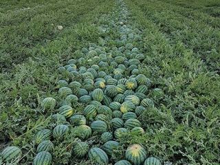 Sprzedam arbuzy, melony miodowe i kantalupa. Możliwe również mniejsze