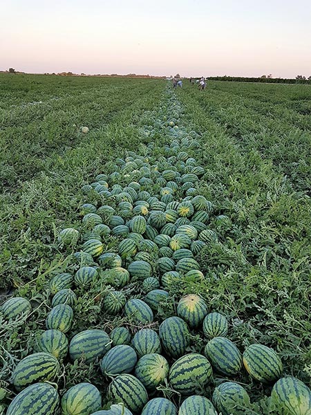 Sprzedam arbuzy, melony miodowe i kantalupa
