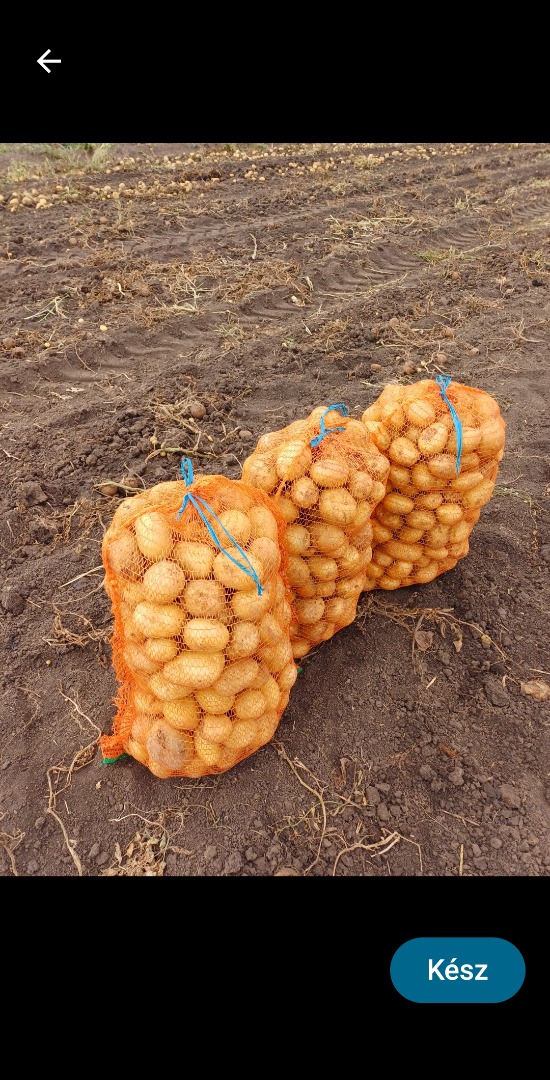 Sprzedam ziemniaki konsumpcyjne Carrera i Bellarosa, zdrowe, sortowane i pakowane w workach 25 kg lub w big-bagach