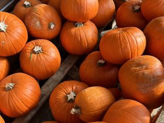 Dynie Halloween 2026 Dostarczamy dynie uprawiane na naszych polach.