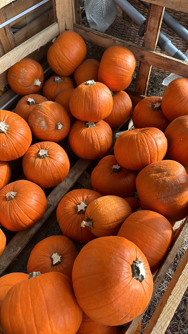 Dynie Halloween 2026 Dostarczamy dynie uprawiane na naszych polach