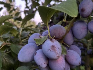 Sprzedam dużą ilość śliwki wegierki odmiana Topking. 2-4 ton,