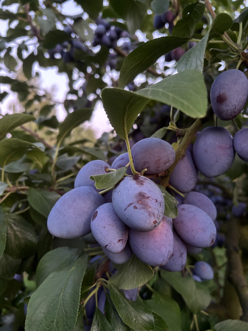 Sprzedam dużą ilość śliwki wegierki odmiana Topking