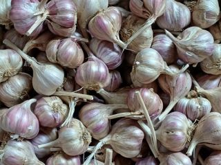 Czosnek harnaś z tegorocznych zbiorów . 8zł /kilo przemysłowego