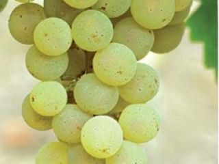 Sprzedaję włoskie winogrona Riesling i Župljanka. Numer kontaktowy [numer