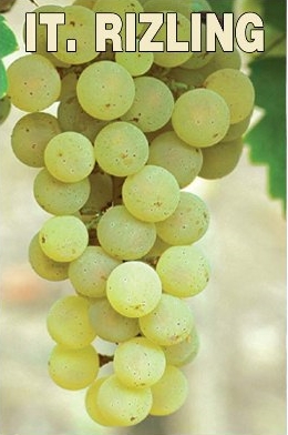 Sprzedaję włoskie winogrona Riesling i Župljanka