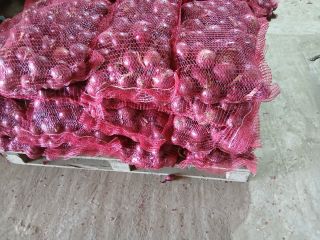 Na sprzedaż: cebula żółta Stuttgarter, świeżo pakowana w workach