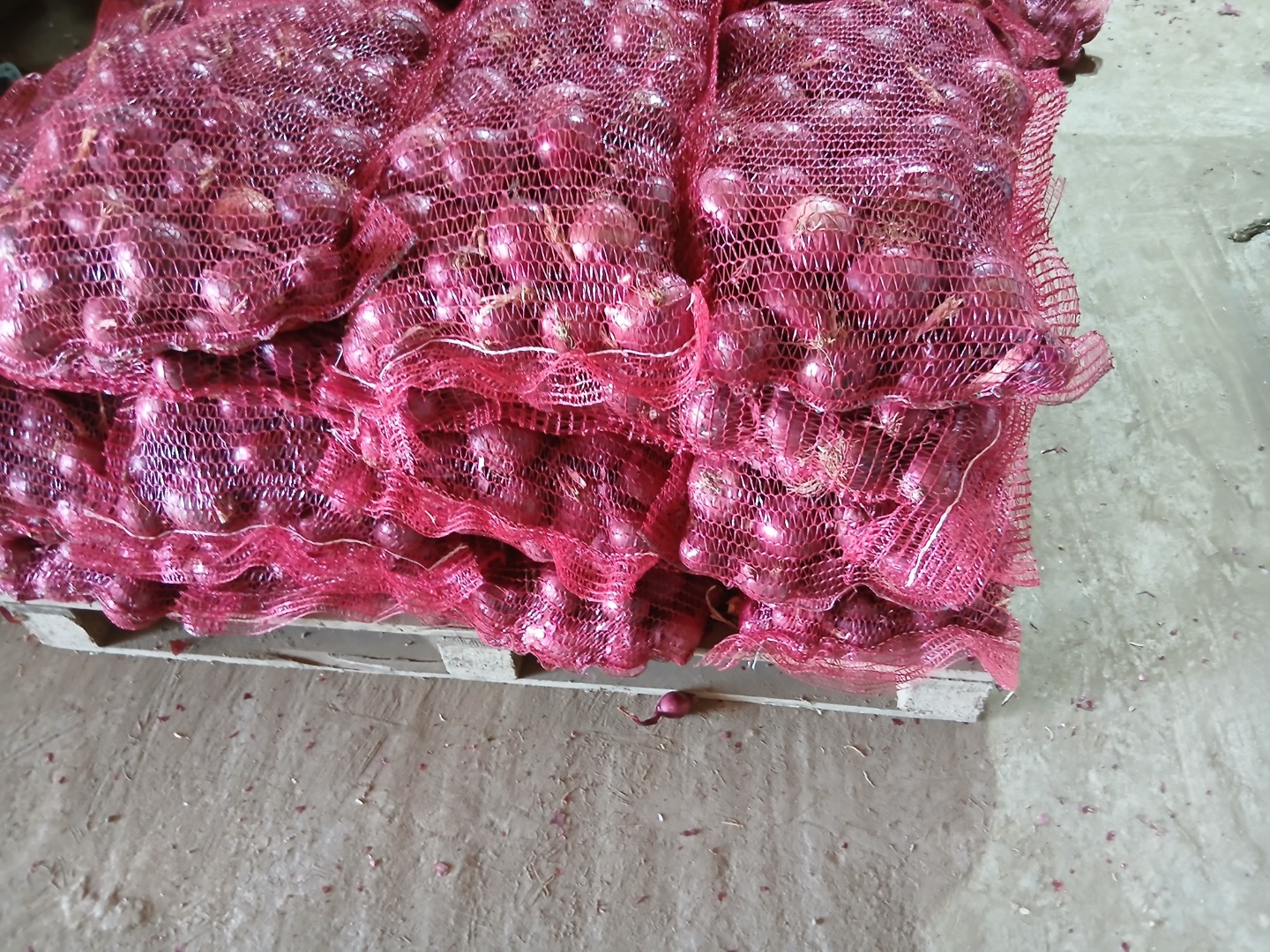 Na sprzedaż: cebula żółta Stuttgarter, świeżo pakowana w workach 20 kg oraz cebula czerwona Red Karmen w workach 10 kg