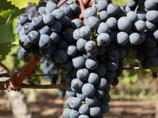 Sprzedaję Cabernet Sauvignon (winogrona) – Jakość Premium
