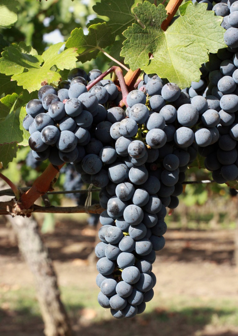 Sprzedaję Cabernet Sauvignon (winogrona) – Jakość Premium