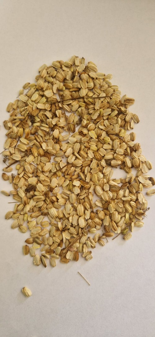 Witam, mam do sprzedania nasiona arcydzięgla (arcydzięgiel litwor, angelica seeds, angelica archangelica seeds) zebrane ręcznie w tym roku (2026)