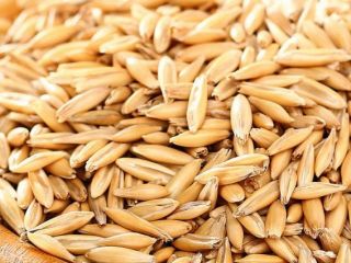 Owies organiczny z sezonu 2026, obecnie dostępny w ilości