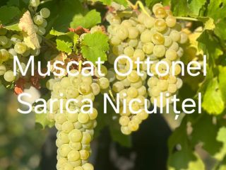 Winogrona na sprzedaż z winnicy Sarica Niculițel