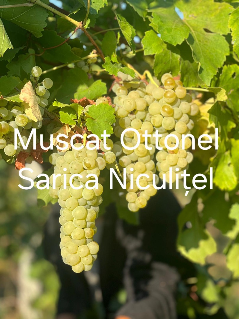Winogrona na sprzedaż z winnicy Sarica Niculițel