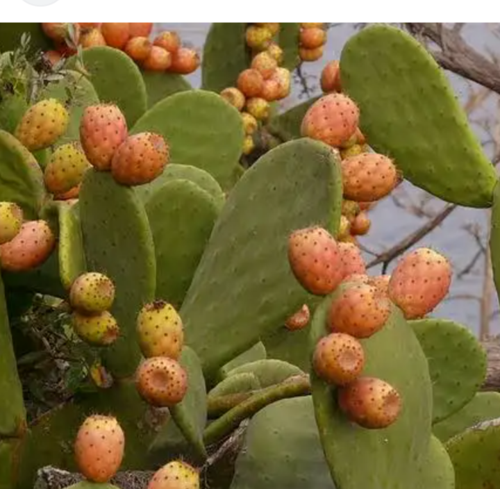 Opuncje bezkolcowe w koszach 1 kg