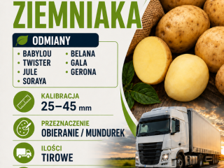 Kupię ziemniaki w kalibracji 25-45 mm Odmiany: Baby Lou,