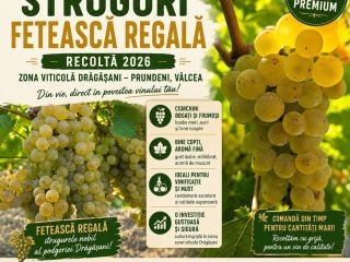 Czas zbiorów! Sprzedajemy winogrona Fetească Regală z naszej winnicy