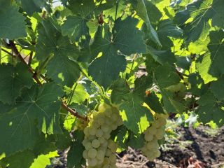 SPRZEDAJĘ WINOGRONA ODMIANY MUSCAT OTTONEL Z PLANTACJI 6 ROKU