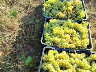 Winogrona do wina i winogrona deserowe bezpośrednio od producenta