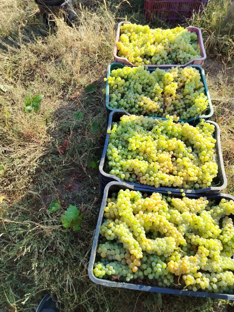 Winogrona do wina i winogrona deserowe bezpośrednio od producenta Producent z ponad 20-letnim doświadczeniem w regionie winiarskim Panciu