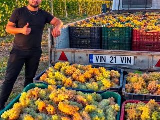 SPRZEDAJĘ WINOGRONA DO PRODUKCJI WINA – BEZPOŚREDNIO OD PRODUCENTA