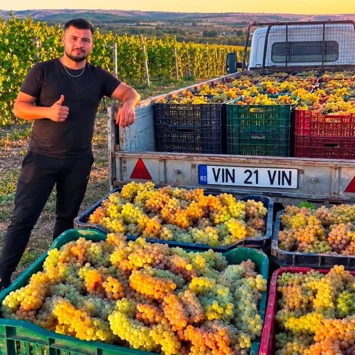 SPRZEDAJĘ WINOGRONA DO PRODUKCJI WINA – BEZPOŚREDNIO OD PRODUCENTA Sprzedaję winogrona do produkcji wina, bezpośrednio z własnej produkcji