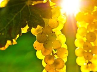 Sprzedaję winogrona – odmiany Pamid, Cabernet Sauvignon, Muscat Ottonel,